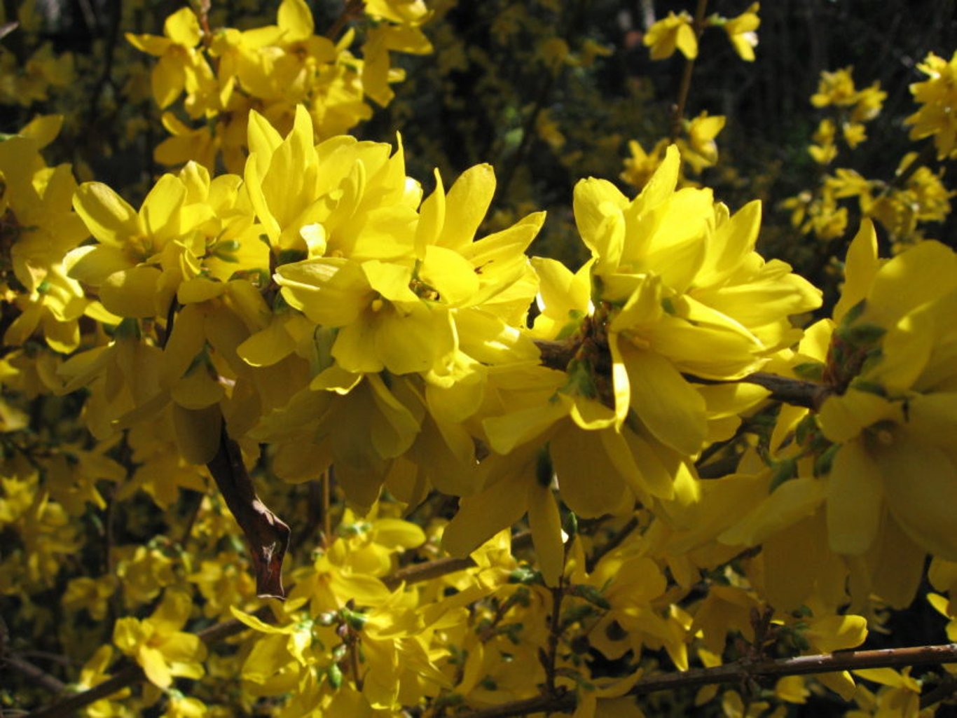 Forsythia int. 'Spectabilis' - 100-120 CM RB